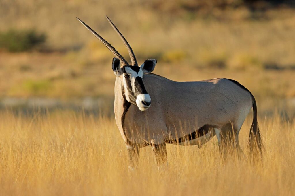 04_safari