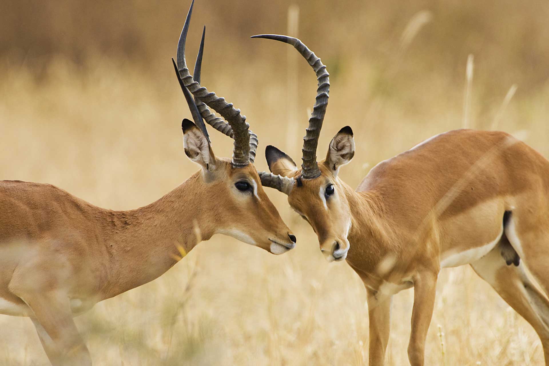 ouv_safari